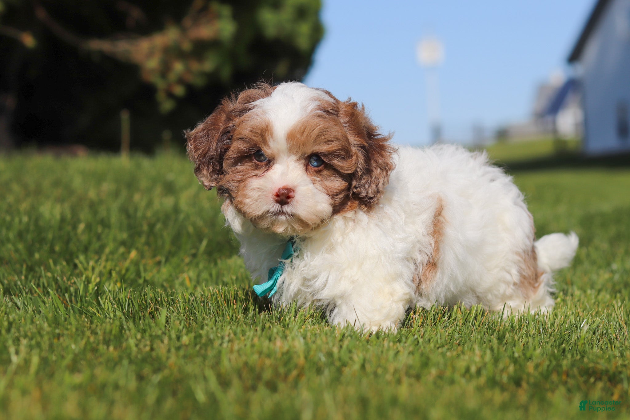 Shihpoo dogs Thomas - Ad 2