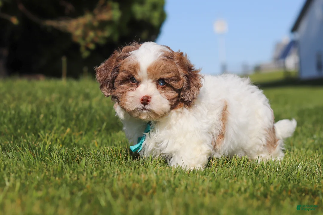 Shihpoo dogs for sale: Thomas - Ad 2