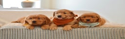 Golden Retriever dogs for sale: Curly - Ad 11