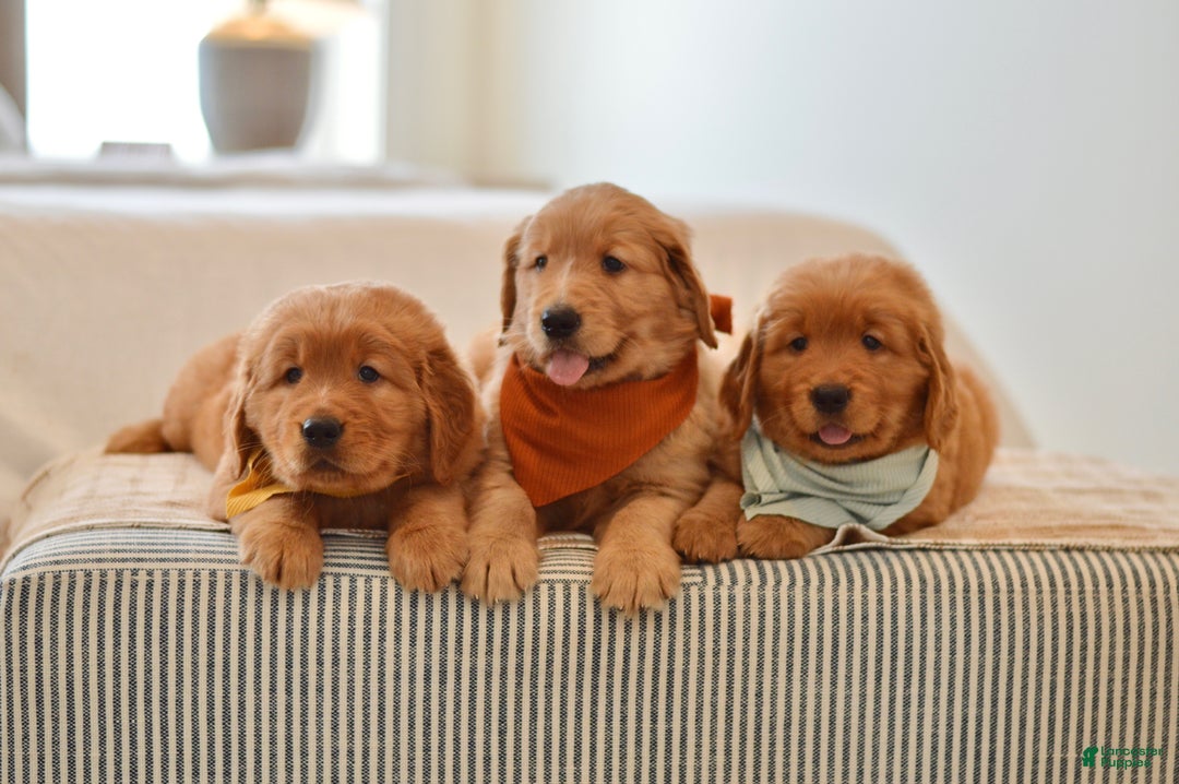 Golden Retriever dogs for sale: Curly - Ad 11