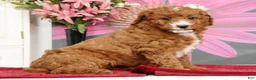Mini Goldendoodle dogs for sale: Molly - Ad 2