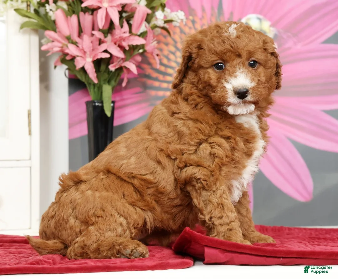 Mini Goldendoodle dogs for sale: Molly - Ad 2