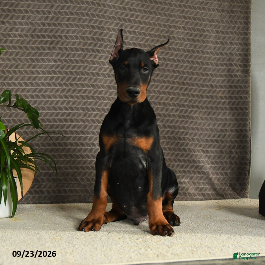 Doberman Pinscher dogs for sale: Domanic - Ad 3