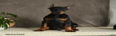 Domanic