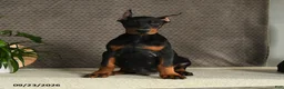 Doberman Pinscher dogs for sale: Domanic - Ad 1