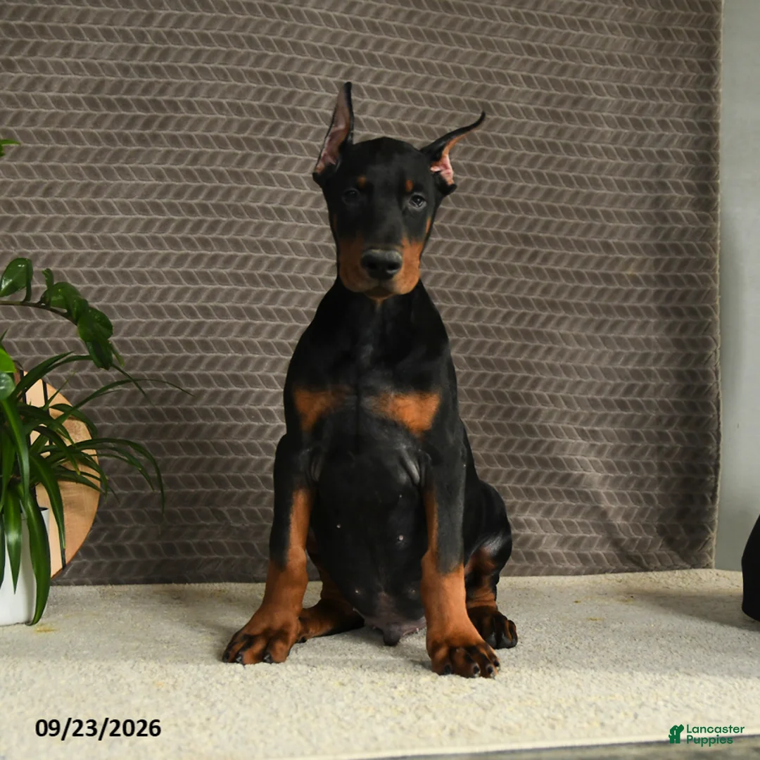 Doberman Pinscher dogs for sale: Domanic - Ad 1