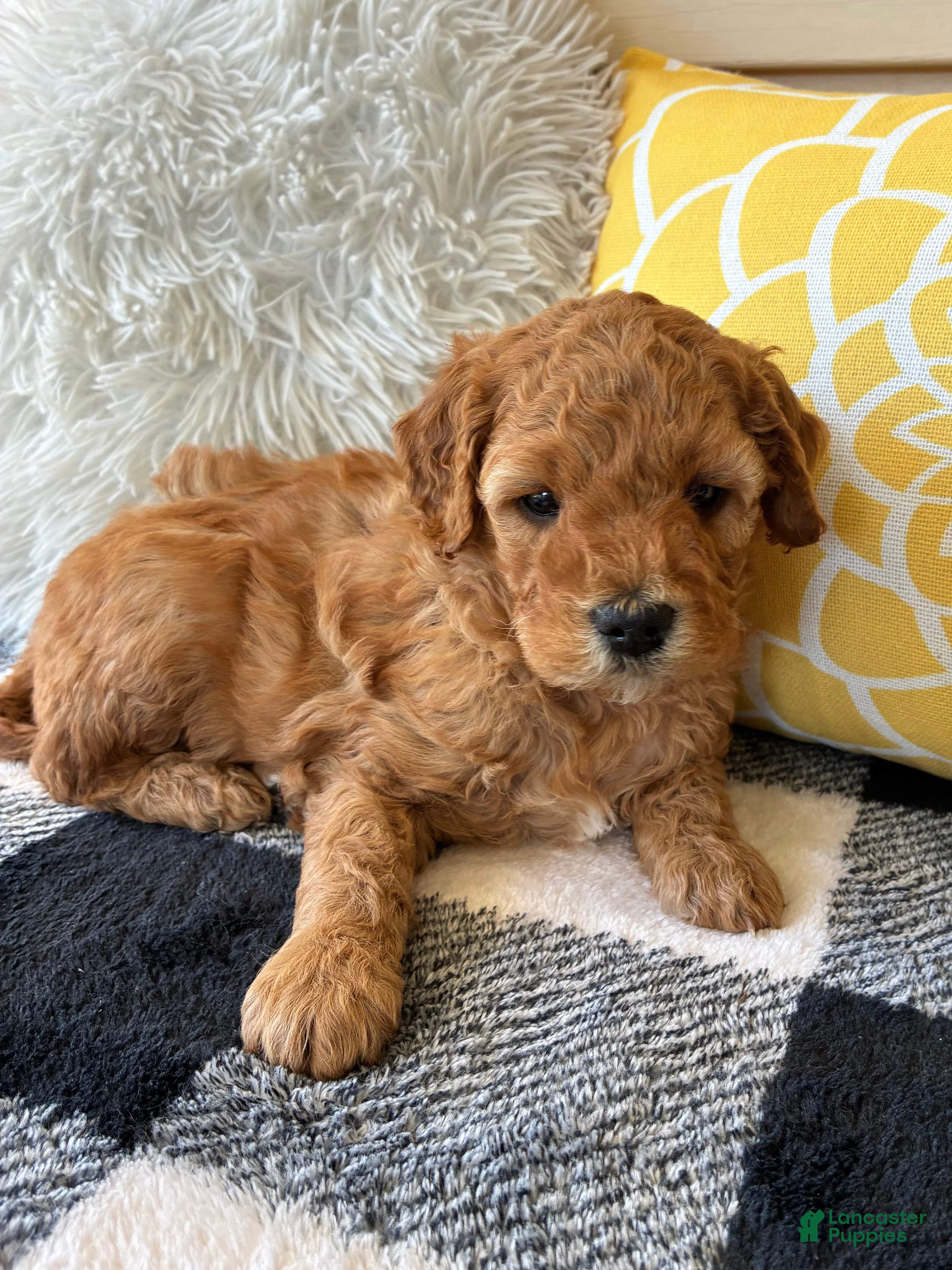Mini Goldendoodle dogs Mini Goldendoodle “Suki” - Ad 2
