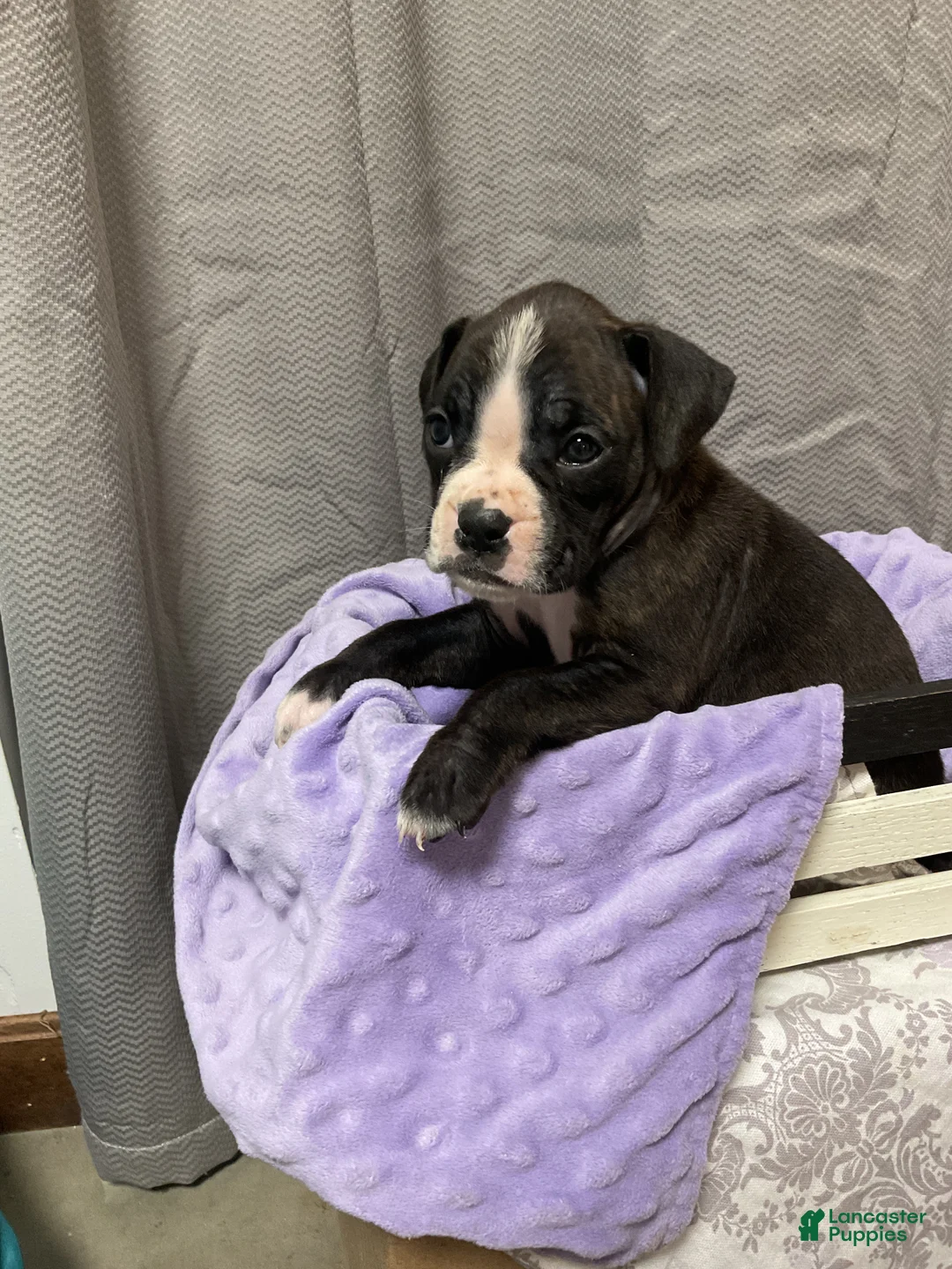 Boxer dogs for sale: 🌷 TULIP - Ad 2