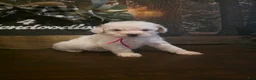 Mini Goldendoodle dogs for sale: Pink Collar Girl  - Ad 3