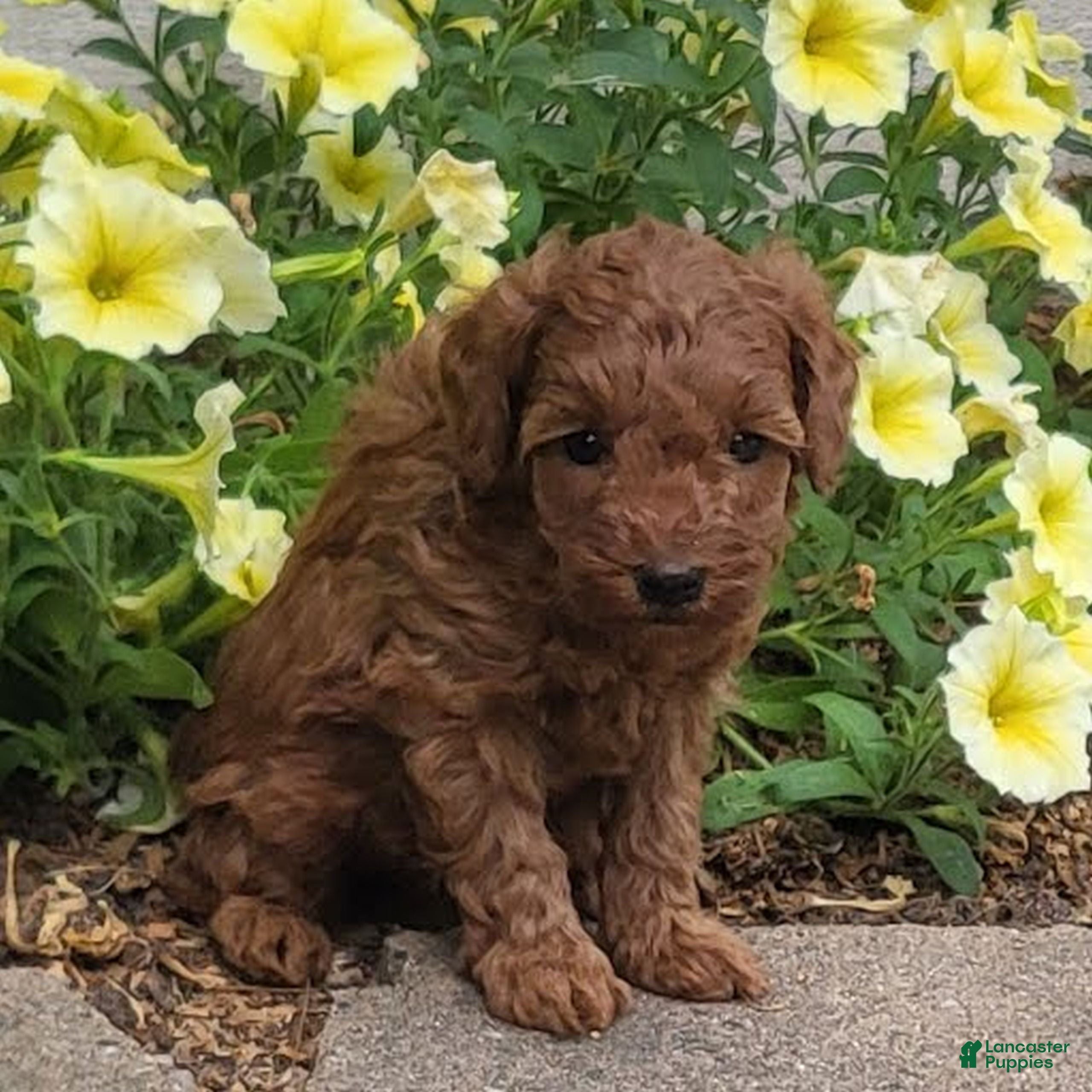 Toy Poodle dogs Danny - Ad 2