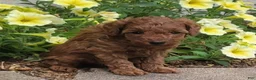 Toy Poodle dogs for sale: Danny - Ad 2