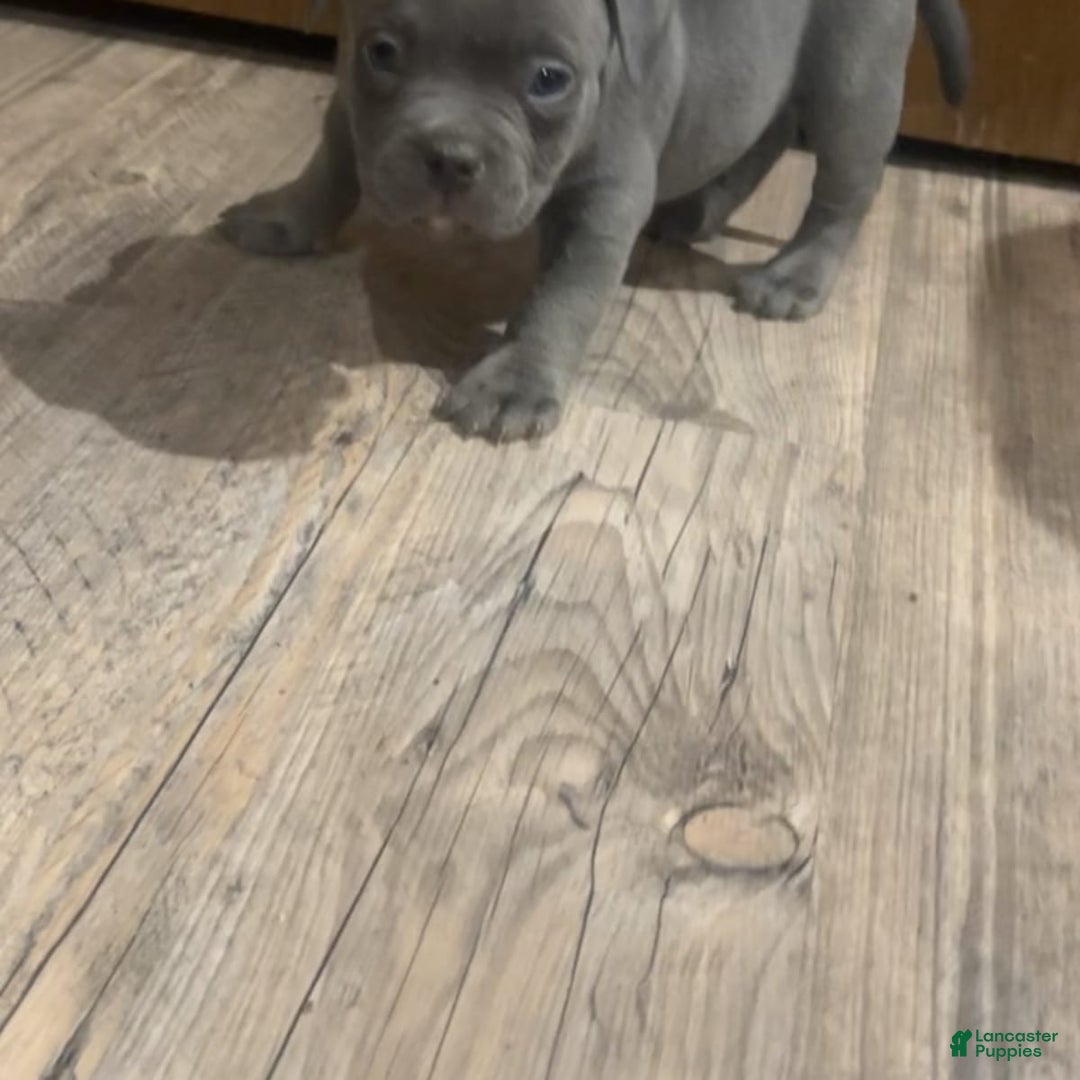 Gallery Image {{count}}