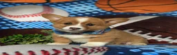 Welsh Corgi Pembroke dogs for sale: Lowell AKC Registered - Ad 1