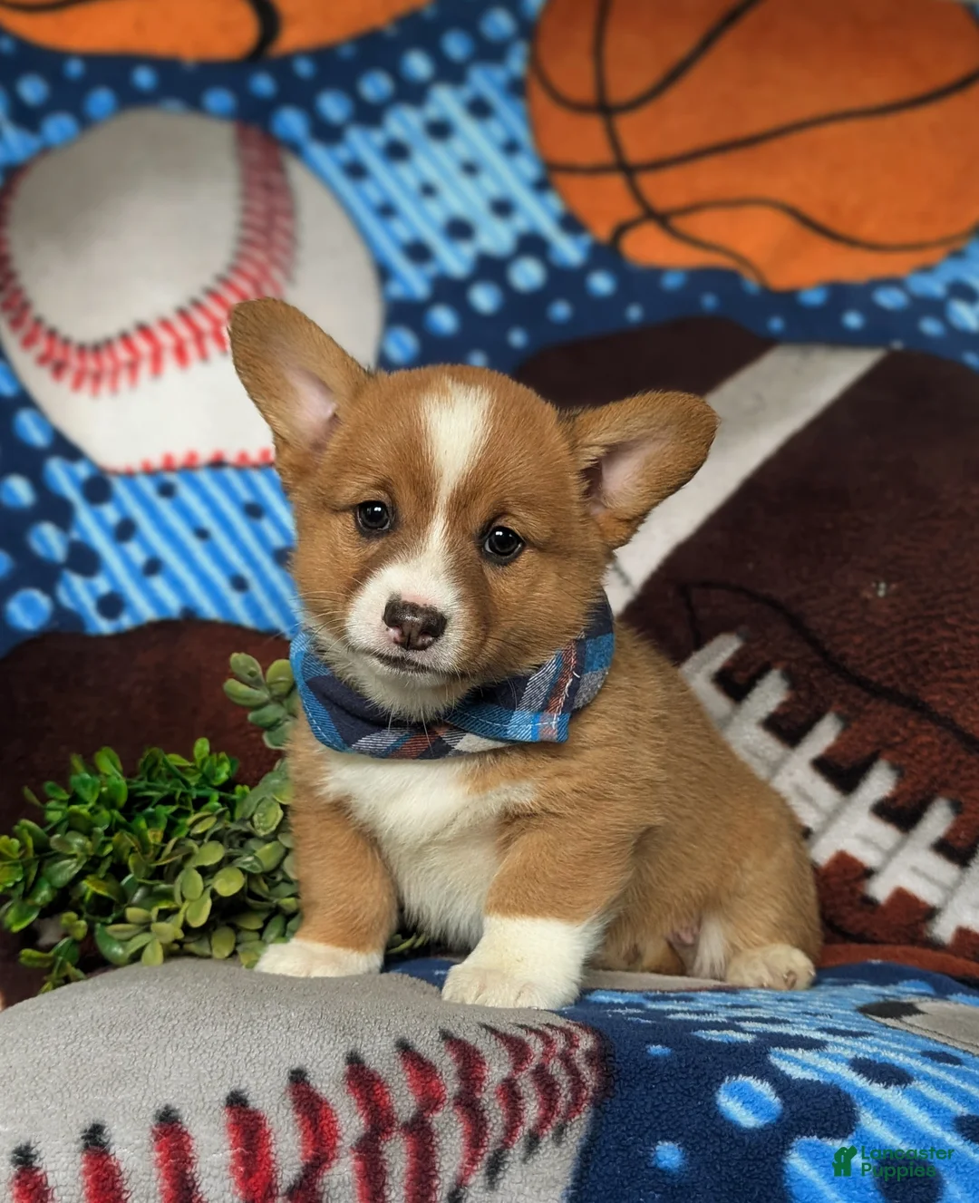 Welsh Corgi Pembroke dogs for sale: Lowell AKC Registered - Ad 1