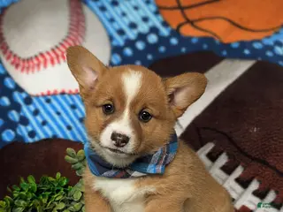 Welsh Corgi Pembroke dogs for sale: Lowell AKC Registered - Ad 2