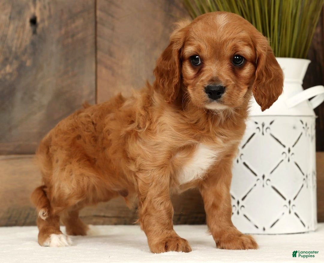 Cavapoo dogs for sale: Chase - Ad 7