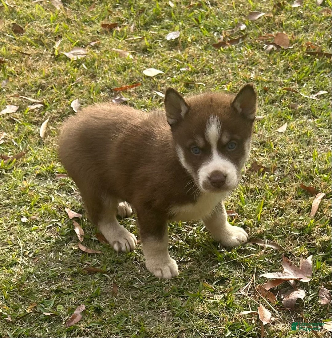 Siberian Husky dogs for sale: Thor - Ad 2