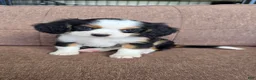 Miniature Bernese Mountain Dog dogs for sale: Paris - Ad 2