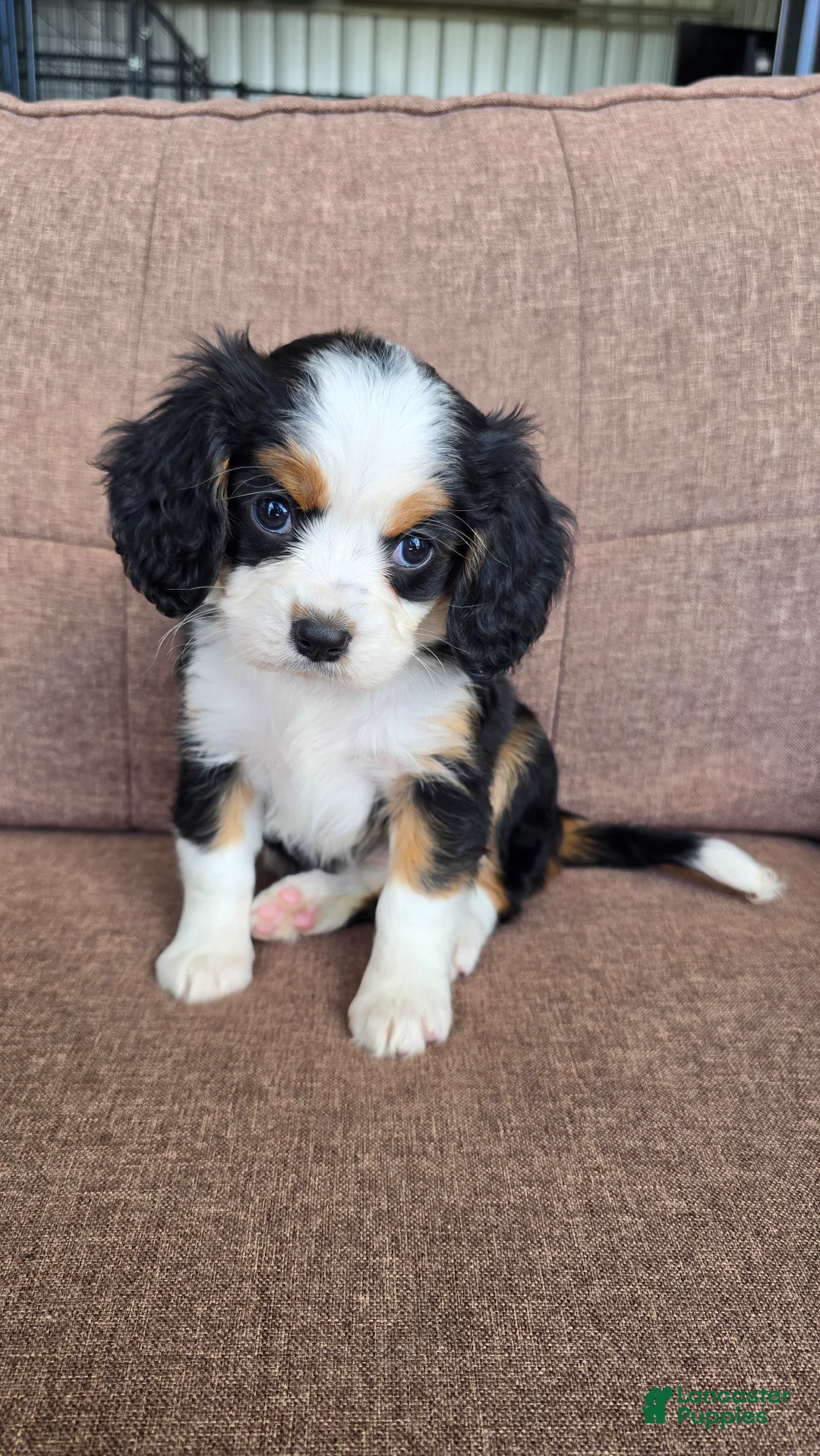Miniature Bernese Mountain Dog dogs for sale: Paris - Ad 2