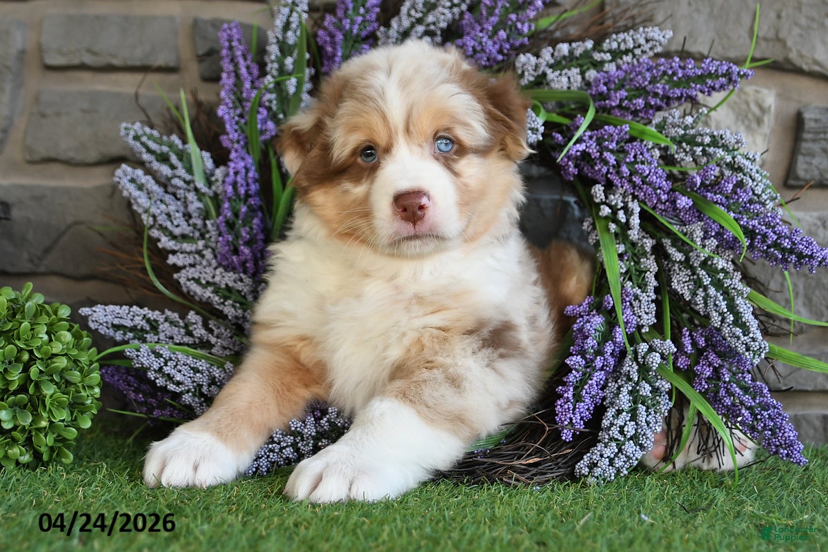 Australian Shepherd dogs Hunter - Ad 2
