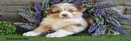 Australian Shepherd dogs for sale: Hunter - Ad 2