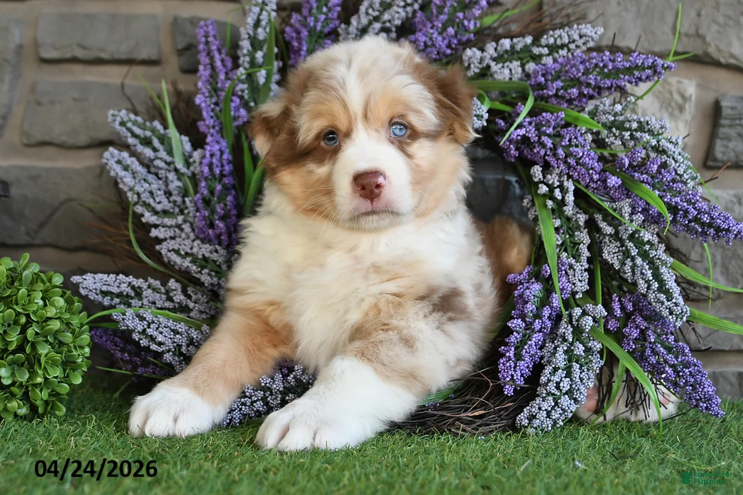 Australian Shepherd dogs for sale: Hunter - Ad 2