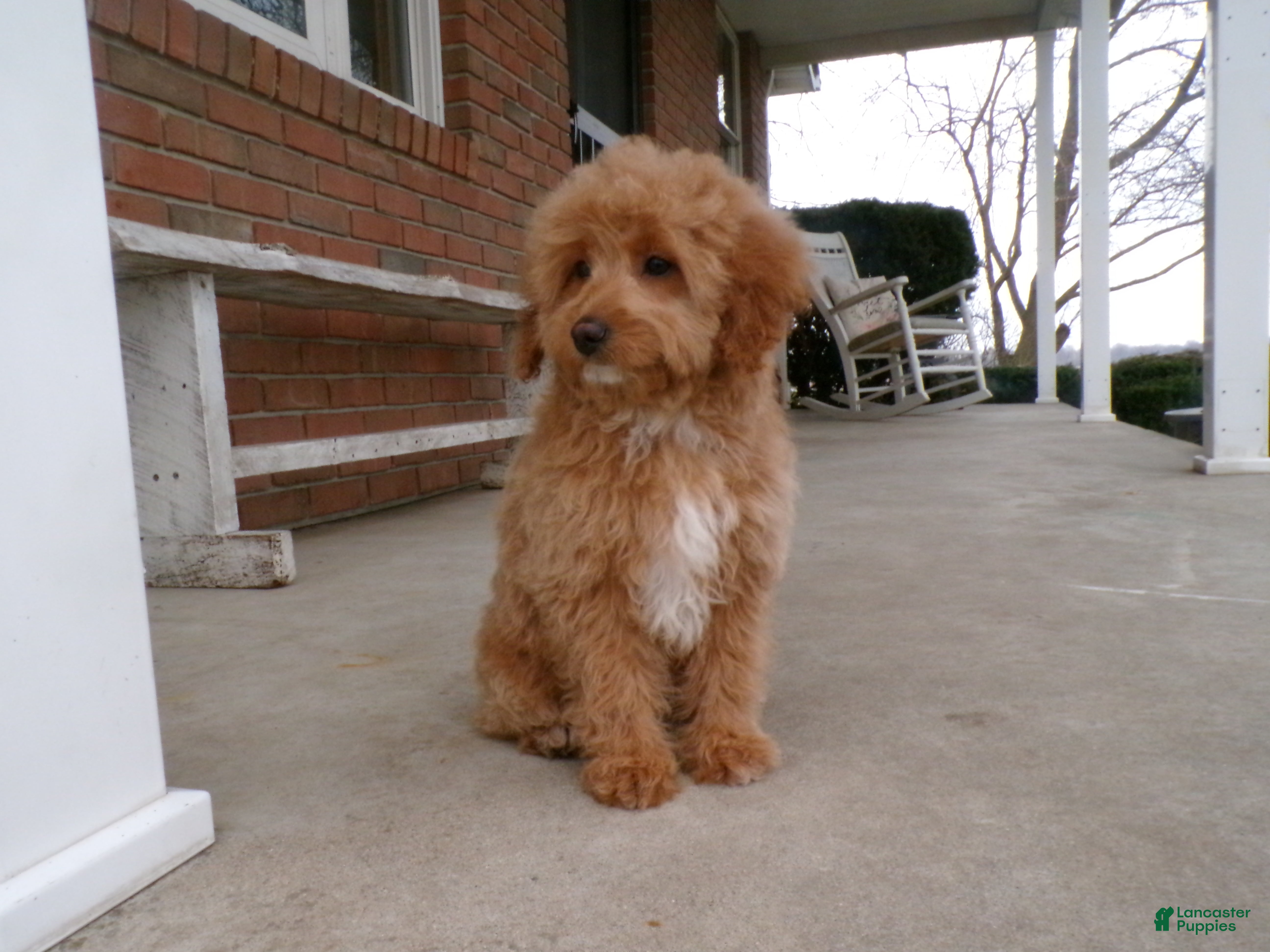 Mini Goldendoodle dogs Bonnie - Ad 2