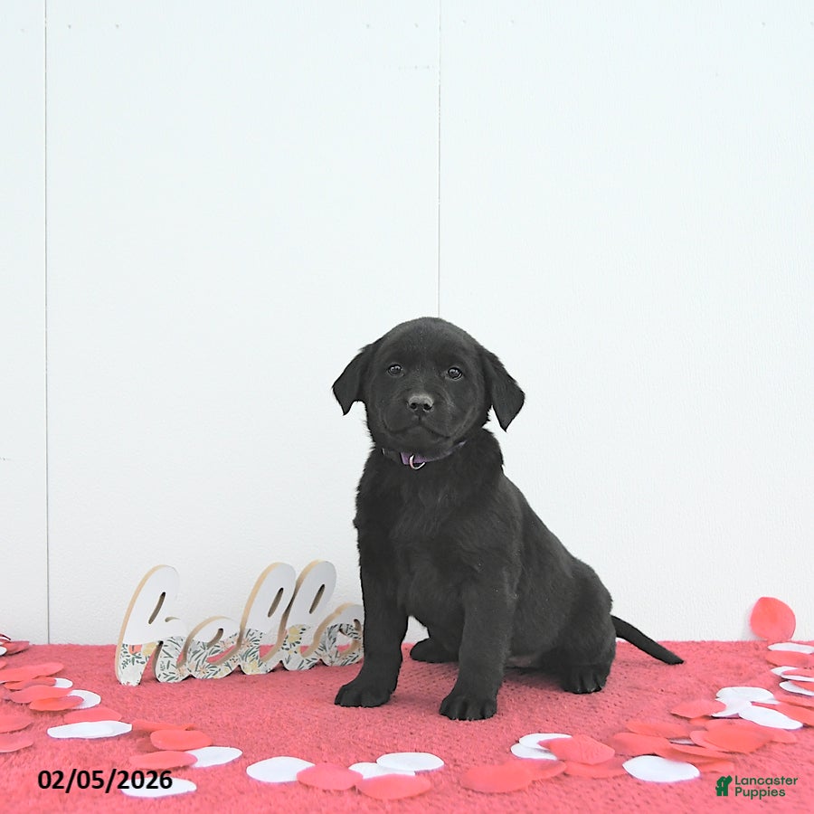 Labrador Retriever dogs Willow - Ad 3