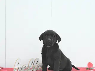 Labrador Retriever dogs Willow - Ad 3