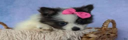 Pomeranian dogs for sale: Estella🎀 - Ad 5