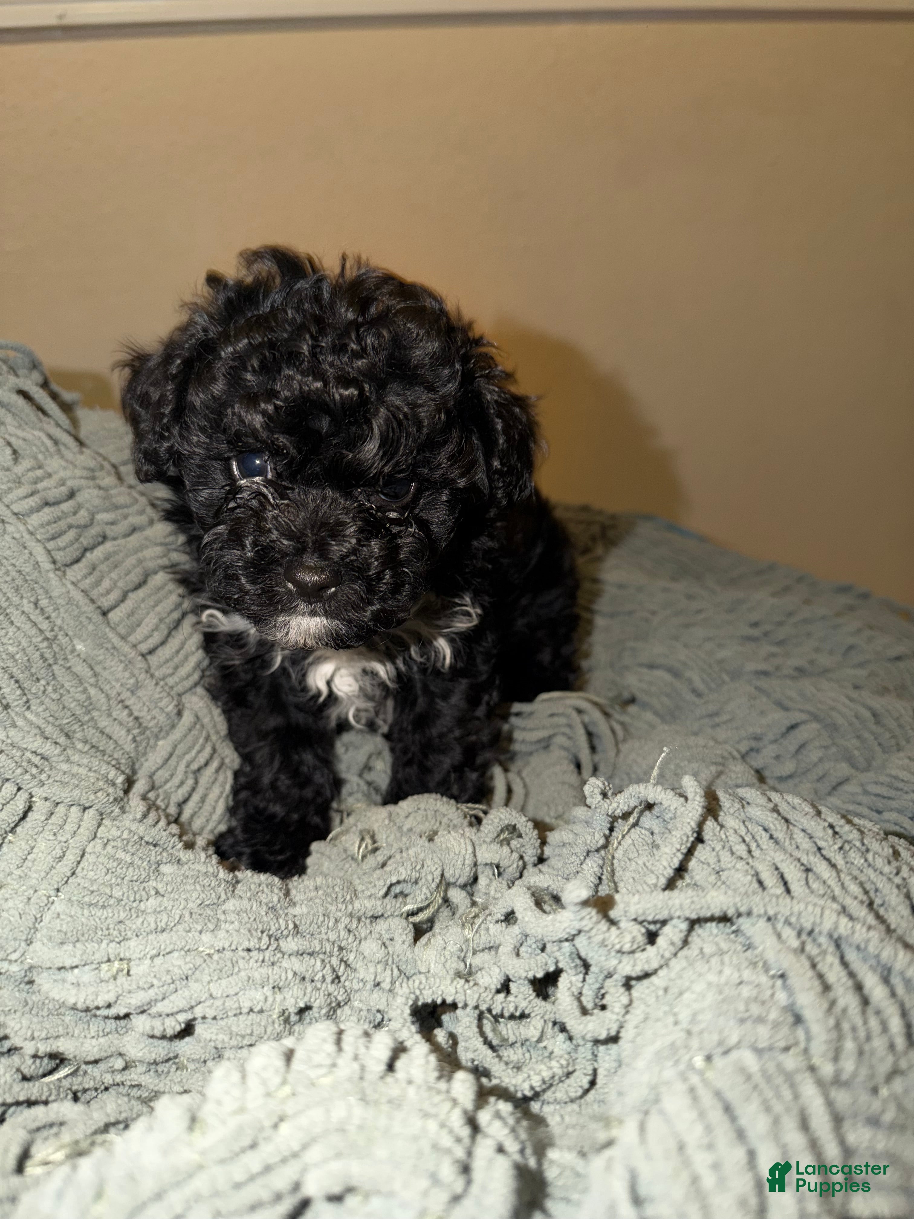 Shihpoo dogs Shihpoo Puppy 2 - Ad 1