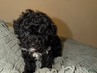 Shihpoo dogs for sale: Shihpoo Puppy 2 - Ad 2
