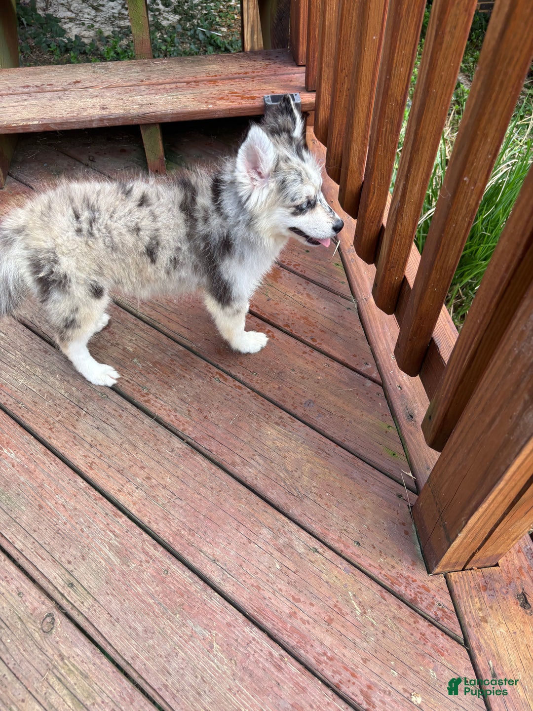 Pomsky dogs for sale: Jade - Ad 2