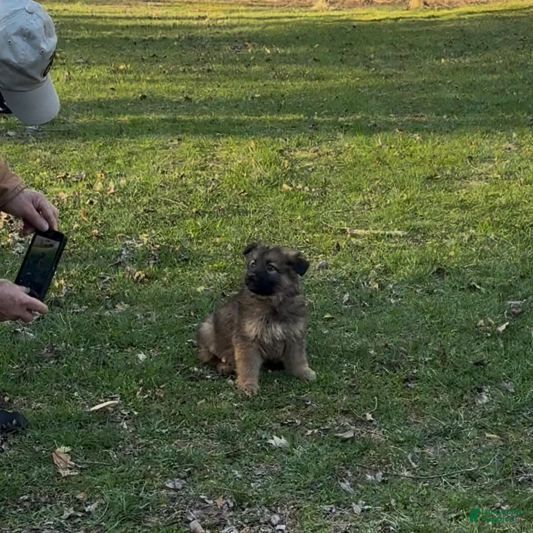 German Shepherd dogs for sale: THALIA - Ad 2