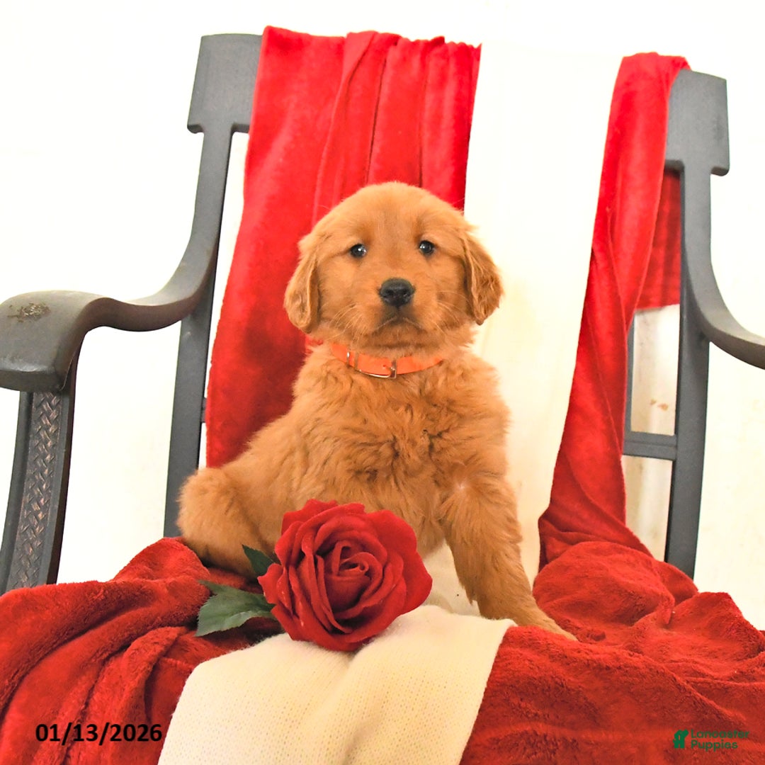 Golden Retriever dogs for sale: Janett - Ad 5