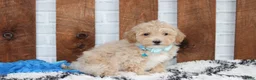 Bichpoo dogs for sale: Rio - Ad 14