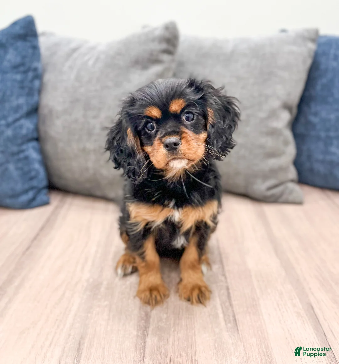 Cavalier King Charles Spaniel dogs for sale: Daisy - Ad 3