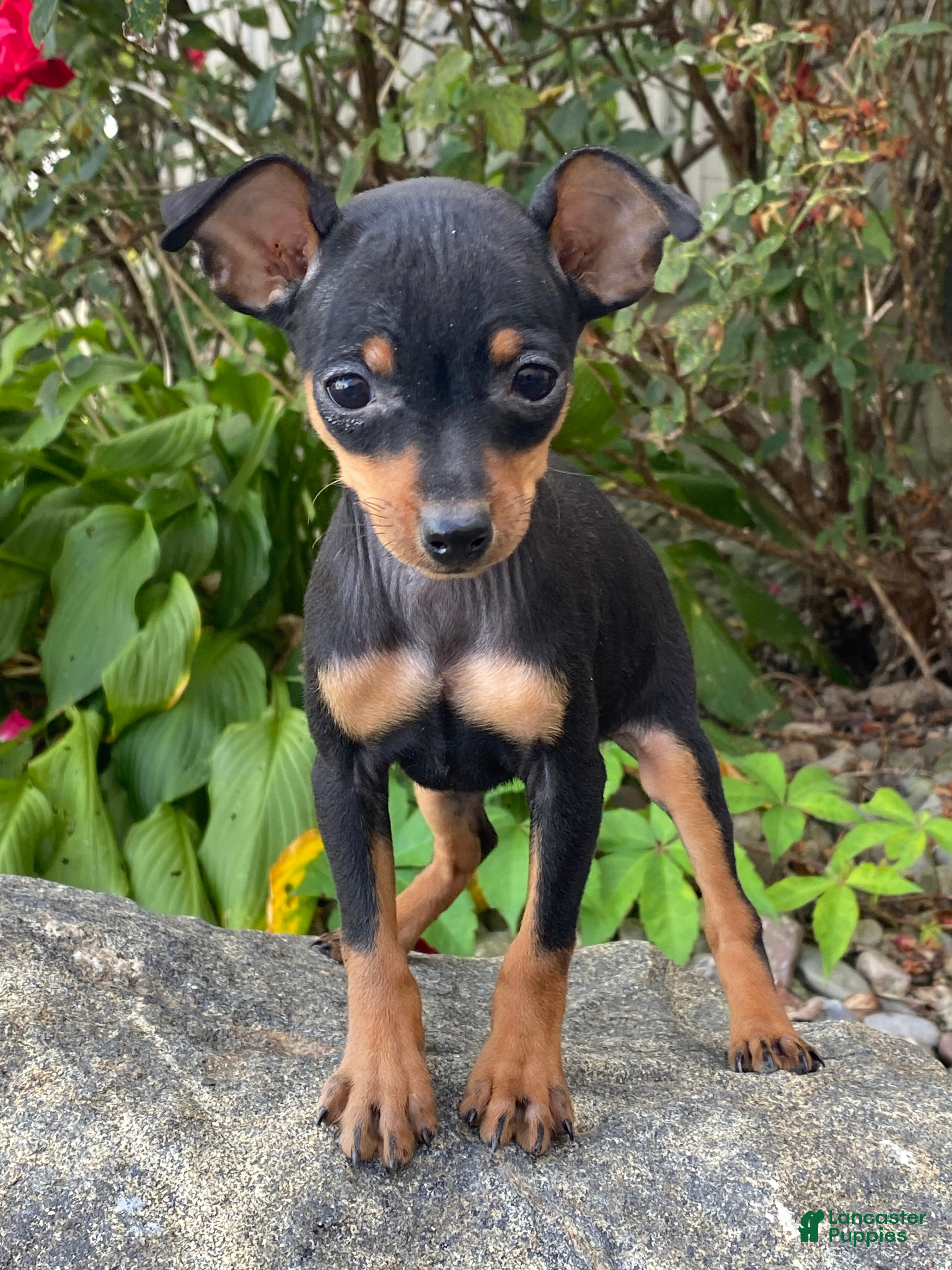 Miniature Pinscher dogs Quella - Ad 32