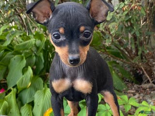 Miniature Pinscher dogs Quella - Ad 35