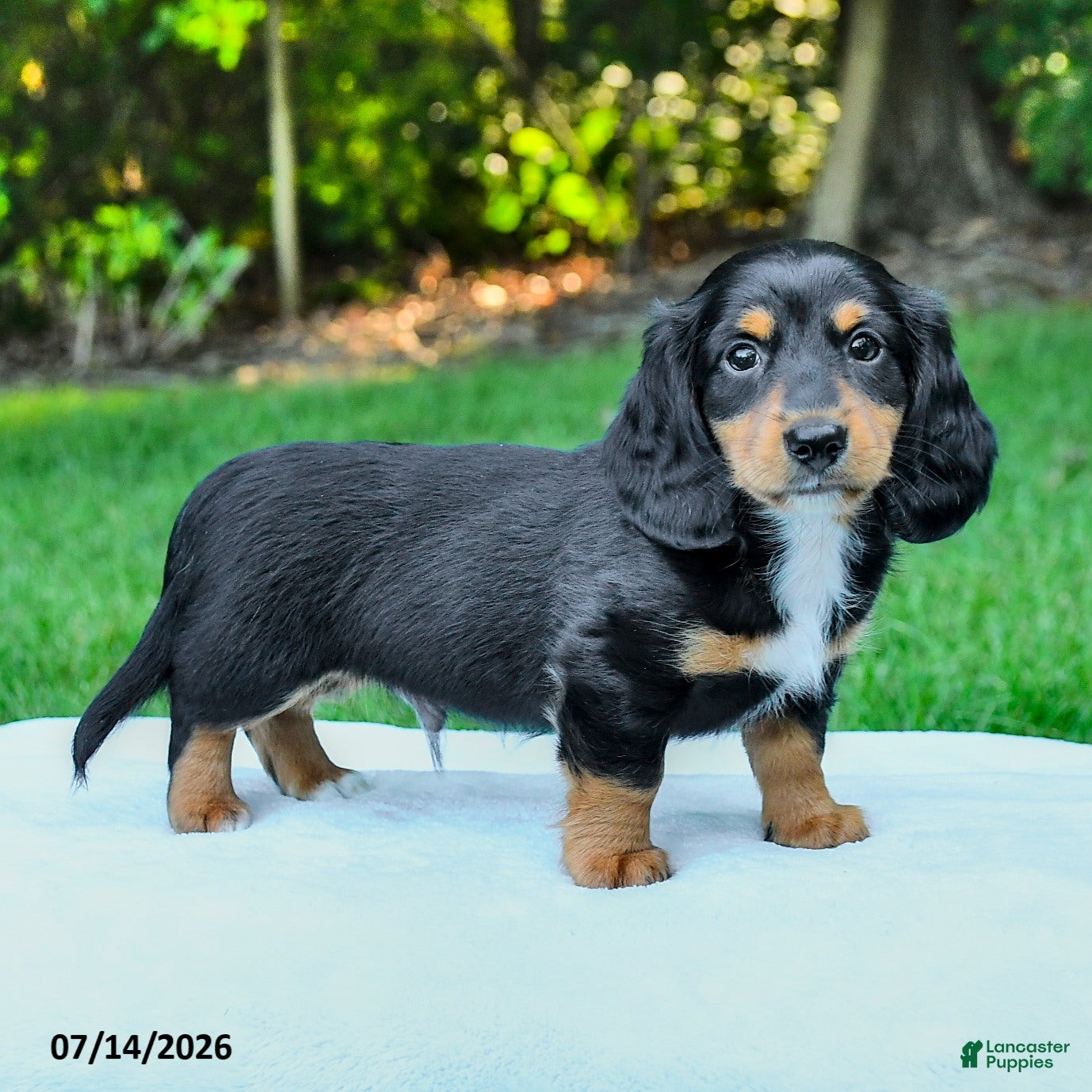 Miniature Dachshund dogs Darcy - Ad 1