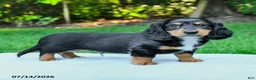 Miniature Dachshund dogs for sale: Darcy - Ad 1