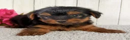 Yorkshire Terrier dogs for sale: Thor - Ad 4