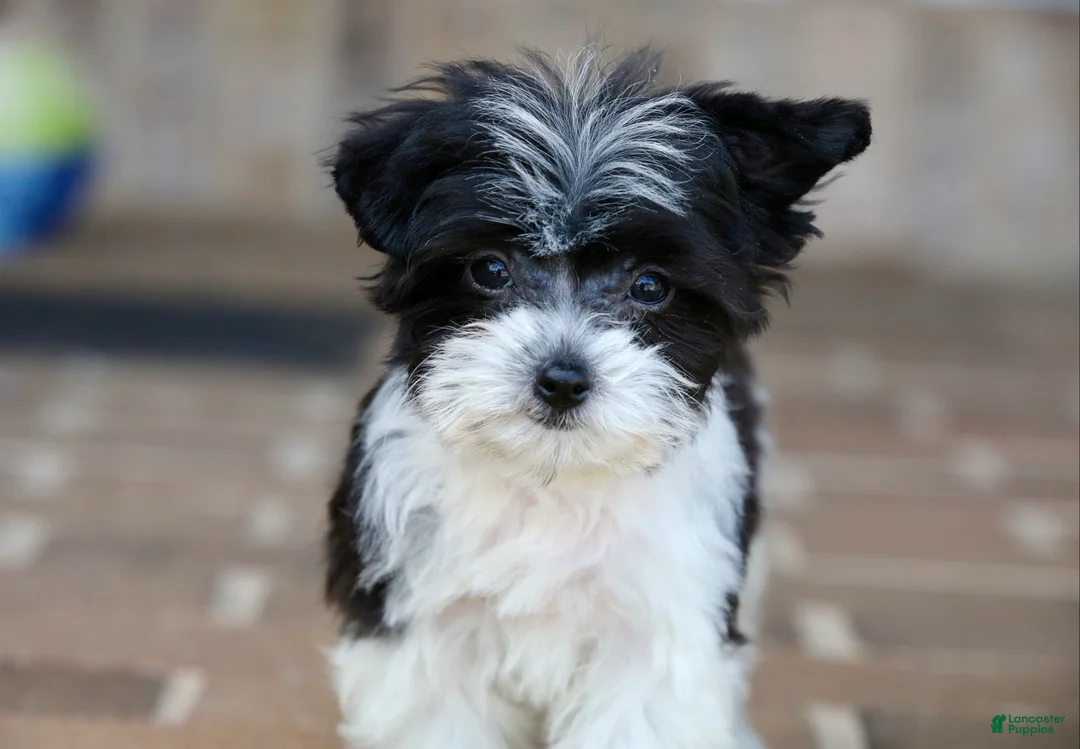 Teddy Bear dogs for sale: Rosie - Ad 1