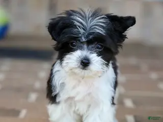 Teddy Bear dogs for sale: Rosie - Ad 2