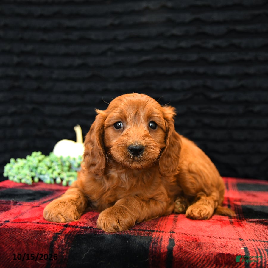 Cavapoo dogs for sale: Ollie - Ad 2