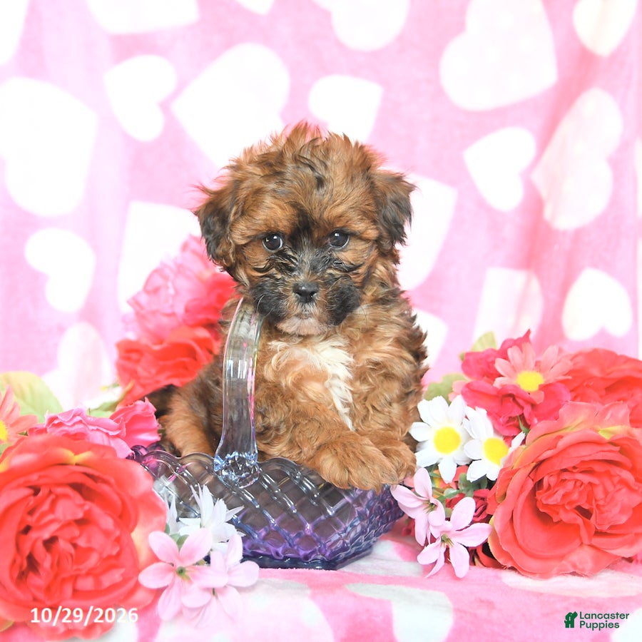 Shihpoo dogs for sale: Candy - Ad 1