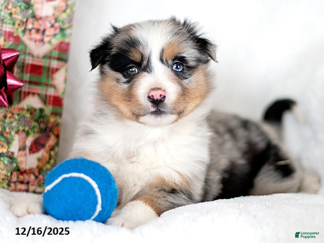 Miniature Australian Shepherd dogs for sale: Zane - Ad 3
