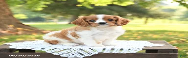 Hugo