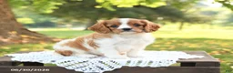 Cavalier King Charles Spaniel dogs for sale: Hugo - Ad 1