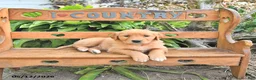 Golden Retriever dogs for sale: Bailey - Ad 4